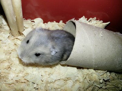 PF54175 - Short Dwarf Hamster Hamster