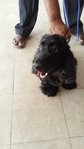 Phoebe - Cocker Spaniel Dog