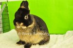 Netherland Dwarf - Black Otter 3220 - Netherland Dwarf Rabbit