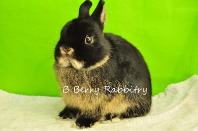 Netherland Dwarf - Black Otter 2014 - Netherland Dwarf Rabbit