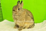 Netherland Dwarf - Chestnut 32 - Netherland Dwarf Rabbit