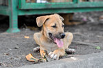 Apple - Mixed Breed Dog