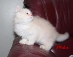 Mika - Chinchilla + Ragdoll Cat