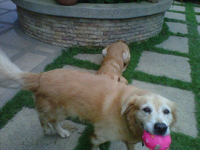 Rocky - Golden Retriever Dog