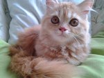 Diva Girl - Persian + Domestic Long Hair Cat