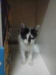 Spotty - Domestic Short Hair Cat