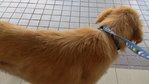 Golden Retriever - Golden Retriever Dog