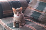 .angah - Domestic Short Hair Cat