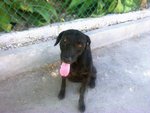 Nala - Labrador Retriever Mix Dog