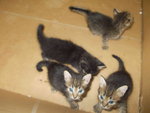 4 Kitten - Domestic Short Hair Cat