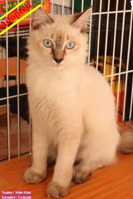 (Adopted) Sim-sim (暹暹) - Domestic Medium Hair Cat