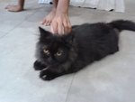 Stoking - Persian Cat