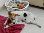 I like to chew on toy bones & I love belly rubs!