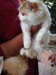 Tompok - Persian Cat