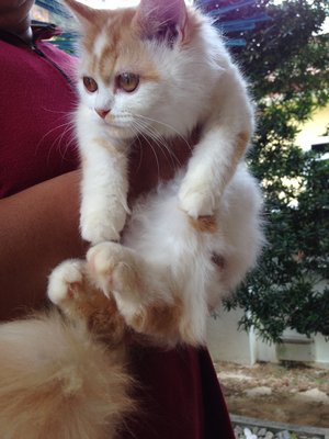 Tompok - Persian Cat