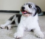 Fido - West Highland White Terrier Westie Mix Dog