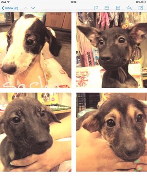 Sasha,yoda,molly And Fiona - Mixed Breed Dog