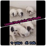 limited party color
