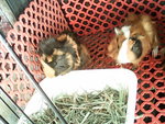 Sold Two Small Guinea Pig - Guinea Pig Small & Furry