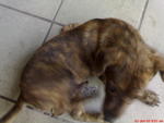 Tiger In New Home.... - Mixed Breed Dog