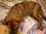 Tiger In New Home.... - Mixed Breed Dog