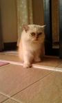 Duchess - Persian Cat