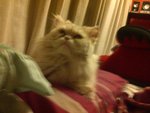 Boboy - Persian Cat