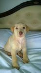 Puppy 1 - Male - ( Available )