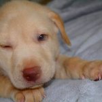 Puppy 1 - Male - ( Available )