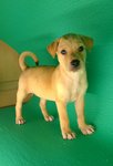 Puppy 3 - Female - ( Adopted by MR Lai - 019-3184162 )