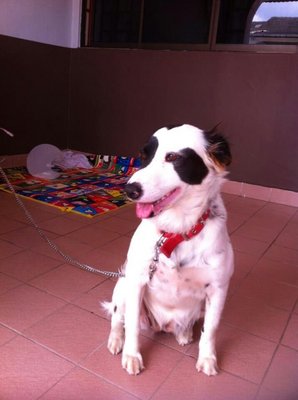 Johor Bahru Spotty Dog For Adoption - Mixed Breed Dog