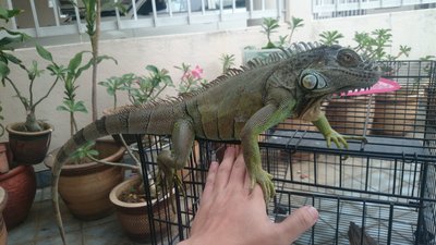 PF55156 - Iguana Reptile