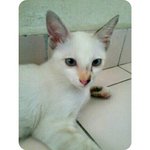 PF55160 - Domestic Short Hair Cat