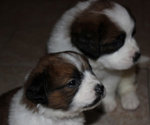 PF55179 - Saint Bernard Dog