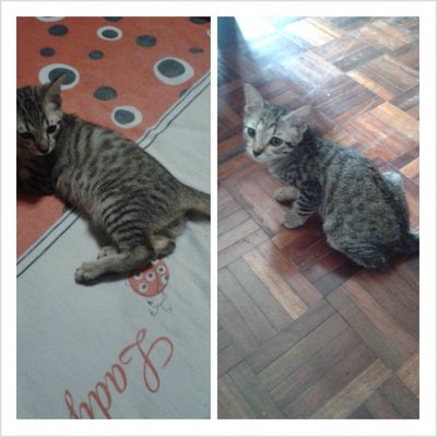 Chelsea And Nalo - Bengal + Siamese Cat