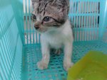 Turkey Cat - Domestic Short Hair Cat