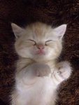 Gloden - Persian + American Shorthair Cat
