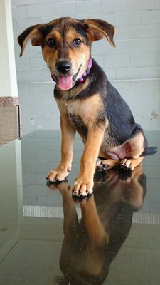 Kiki - Mixed Breed Dog