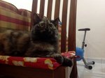 PF55292 - Persian + Maine Coon Cat