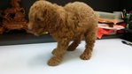 Dark Brown Red Toy Poodle - Poodle Dog