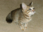 Slickerpuss - Domestic Short Hair Cat
