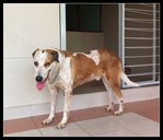 Big George: Good Watchdog - Saint Bernard Mix Dog