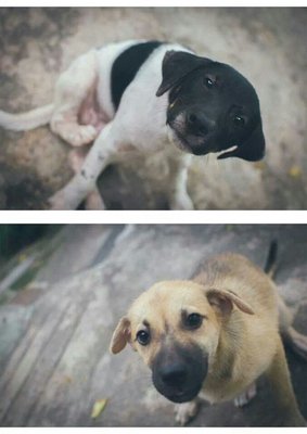 Lovely Doggies - Mixed Breed Dog