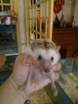 Cute Hedgehog - Hedgehog Small & Furry