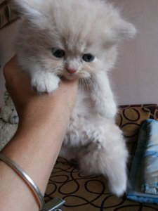 Canny - Persian Cat