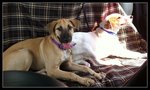 Hershey: Good Watchdog - Hound Mix Dog