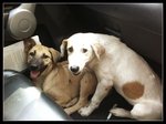 Hershey: Good Watchdog - Hound Mix Dog