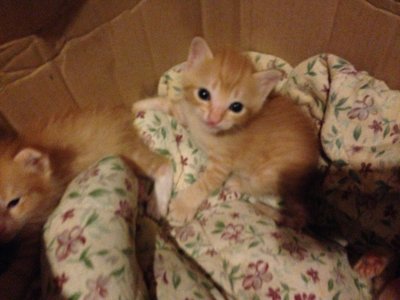 3 Golden Tabby Kittens - Domestic Short Hair + Tabby Cat