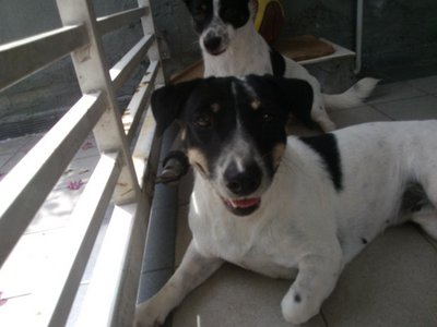 Gigi &amp; Lucy - Mixed Breed Dog
