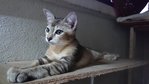 Longtail Bob - Domestic Short Hair Cat